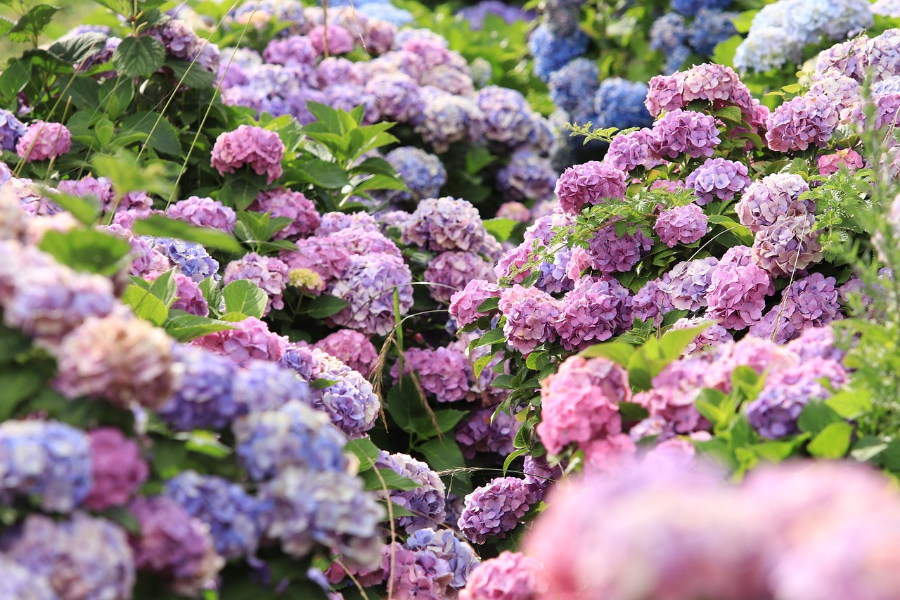 How to Create a Garden that Blooms Year-Round